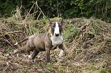 BULL TERRIER MINIATURE 259